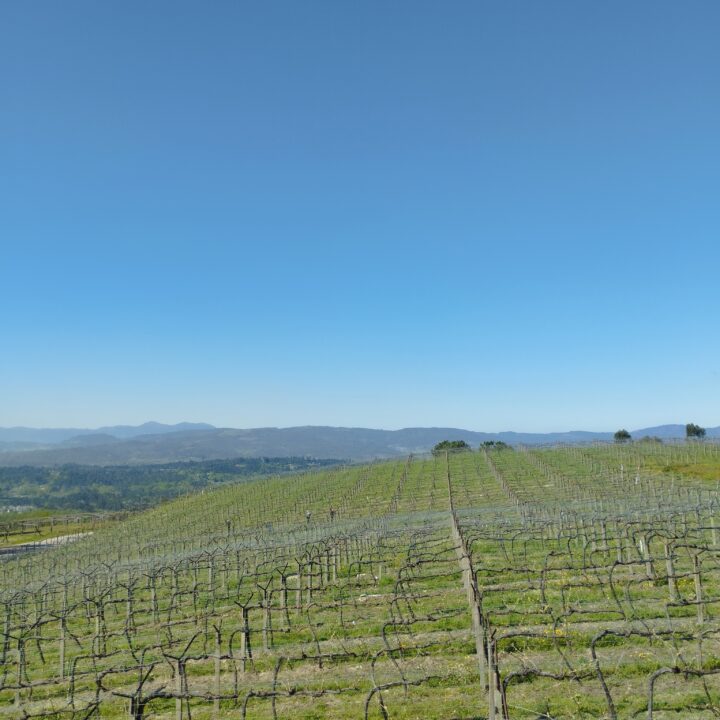 vinos de galicia las nieves