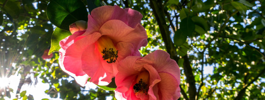 Ruta de las Camelias Pazo_Rubianes_7-845x321