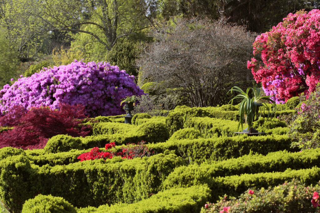 Ruta de las Camelias