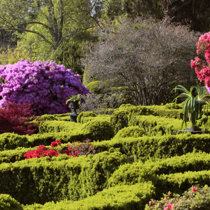 Ruta de las Camelias