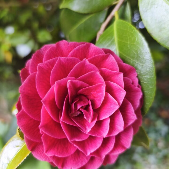Ruta de la Camelia en Galicia con Galisacra