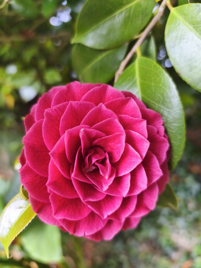 Ruta de la Camelia en Galicia con Galisacra