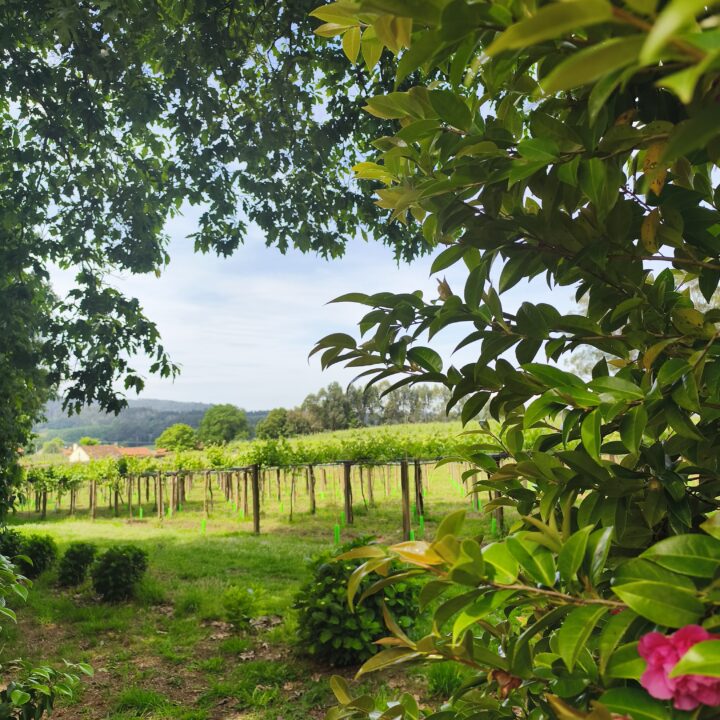 Ruta de la Camelia y viñedos en Galicia
